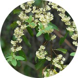 Noname Kubeba 100% tisztaságú, természetes illóolaj