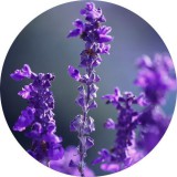 Noname Levendula 100% tisztaságú, természetes illóolaj