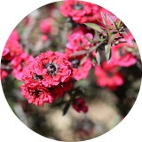 Noname Manuka olaj 5 ml