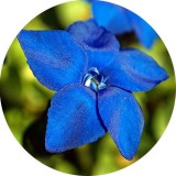 Noname Nevia illatolaj 100 ml