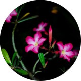 Noname Night Flower Allergénmentes illatolaj 100 ml