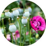 Noname Ópium 100% illatolaj 100 ml