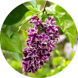 Noname Orgona illatolaj 100 ml