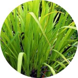 Noname Pálmarózsa 100% tisztaságú, természetes illóolaj