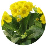 Noname Primerose gyertyaillat 10 ml