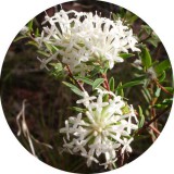 Noname Rizsvirág illatolaj