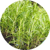 Noname Rozmaring 100% tisztaságú, természetes illóolaj 100 ml