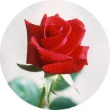 Noname Rózsa 100% illatolaj 100 ml