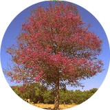 Noname Rózsafa 100% tisztaságú természetazonos illóolaj