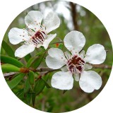 Noname Teafa illóolaj 100 % tisztaságú természetes 1 liter