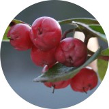 Noname Wintergreen 100% tisztaságú, természetes illóolaj