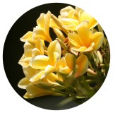 Noname Ylang & tuberosa gyertyaillat 10 ml