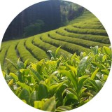 Noname Zöld tea 100% illatolaj