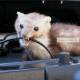 Nyestriasztó lakásba, ~85 dB