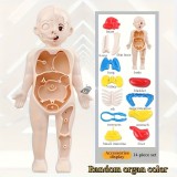 Oktatáshoz használt emberi anatómiai modell készlet gyerekeknek