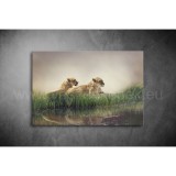 Oroszlán Vászonkép 028 áv-028