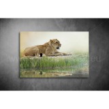 Oroszlános Vászonkép 030 áv-030