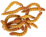 Panzi fehérjedús szárított lisztkukac 400ml