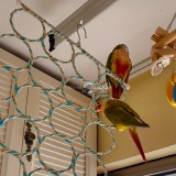 Papagáj mászó játék ketrecbe