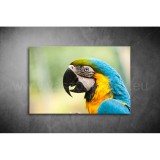Papagájos Vászonkép 074 áv-074