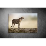 Párduc Vászonkép 076 áv-076