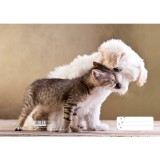 Pátria Nyomda Cica puszi A5-ös füzetborító - többféle