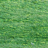 Pentart csillogó gél 50 ml tövis arany