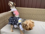 PetGear Kutyaruha - Alkalmi és Divatos Dog Baby - Könnyű, tüllszoknyás nyári kutyaruha - kétféle színben