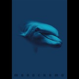 Pigna Monocromo Blue 38 lapos A4 vonalas füzet - Többfajta (P1111-1856)