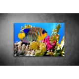 Pillangóhal Vászonkép 041 áv-041