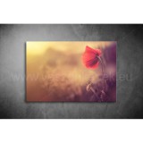 Pipacs Vászonkép 036 vi-036