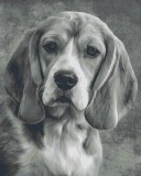 PIXELHOBBY Pixel szett 36 normál alaplappal, színekkel, kutya, basset hound (836025)