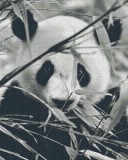 PIXELHOBBY Pixel szett 36 normál alaplappal, színekkel, panda (836026)