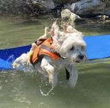 PRO-Sport Mentőmellény kutyák számára - több méretben