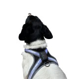 Reedog svítící kšíry pro velké psy