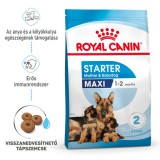 Royal Canin Maxi Starter -  Száraz táp nagy testű vemhes szuka és kölyök kutya részére 2 hónapos korig 4kg