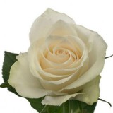 Rózsa - Avalanche - Fehér