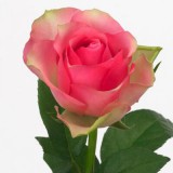 Rózsa - Bellevue - Rózsaszín, zöld