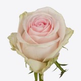 Rózsa - Duchess - Rózsaszín