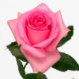 Rózsa - Revival - Rózsaszín
