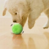 Schenopol Kutyajáték, kutya labda, interaktív labda kutyáknak