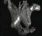 Self Preserved While The Bodies Float Up Ltd - CD