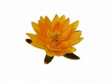 Selyemvirág, sárga tavirózsa, 16 cm