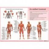 Steiefel Könyökalátét, kétoldalas, A3, STIEFEL "Az emberi vázizomzat / érzékszervek"