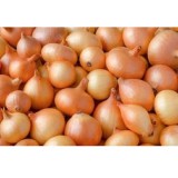 Sturon dughagyma vetőmag 0,3kg