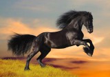 Sverus Fotótapéta Black Friesian Horse in Sunset, 400 x 260 cm