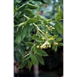 Szennalevél 40 gr.- Juvapharma-