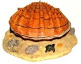 Szer-Ber Barna kagyló levegőporlasztós akvárium dekoráció