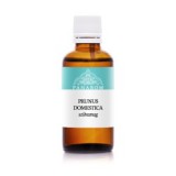 Szilvamag olaj 50 ml - PANAROM