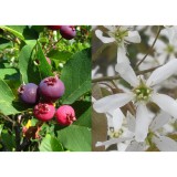 Szívvirág Bt. Amelanchier canadensis - Kanadai fanyarka Fehér virágú, ehető termésű többtörzsű cserje. Ősszel narancsos bordó lombozat. Madárbarát kertbe.